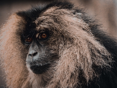 Lion-tailed macaque - De Zonnegloed - Animal park - Animal refuge centre 